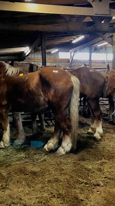 18K reactions · 5.2K shares | WHEN I SAW THIS VIDEO, MY HEART DROPPED...