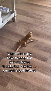 598K views · 6.4K reactions | Chuck wants to  in the most inconvenient places #beardeddragon #poop #reptiles #pets | bougie_beardies | Facebook
