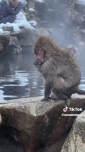 Leanne in Japan on TikTok