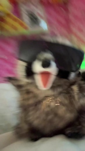 #raccoon #fypシ #raccoonsoftiktok #trendy #trending | raccoons