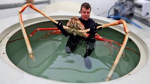How big is the biggest crab on earth? [2025] | QAQooking.wiki