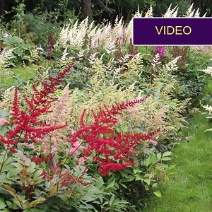 Astilbės iš žydinčio VDU botanikos sodo: apžvalga ir patarimai