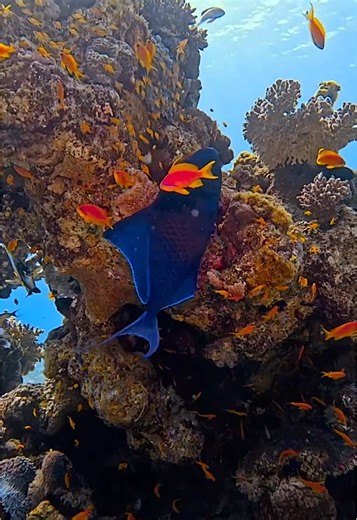 Here are five interesting facts about the red-tooth triggerfish (Odonus niger): \t 1. Vibrant Appearance: Despite their name, red-tooth triggerfish are more notable for their striking iridescent blue to purple coloration. Their “red teeth” are small but visible when their mouths are open, which helps them grip prey and deter predators. \t 2. Habitat and Behavior: They are found in tropical Indo-Pacific reefs, where they form large schools near reef drop-offs. Unlike many other reef fish, they sp