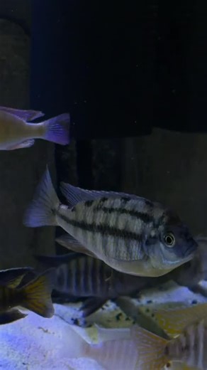 180 Gallon African Cichlids Tank African lake Malawi peacocks and haps cichlids. #aquarium #peacockcichlid #hapcichlid #fishkeeping #fishtank | Odell Jones Jr.