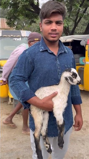 goat and sheep kids, Market Pileru📍 #cattleworld #dairyfarm
