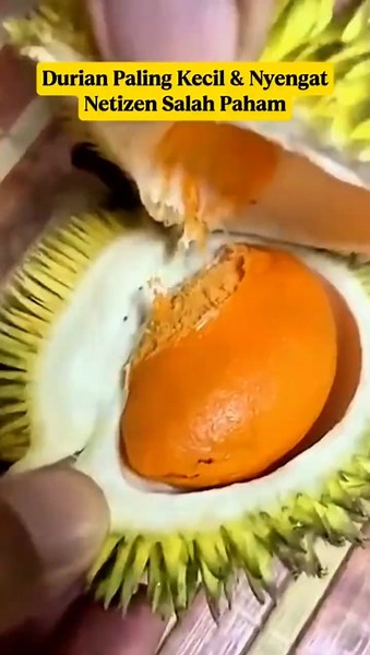 Tiny Wild Durian from Borneo⁉️The Unique Sukang Durian‼️