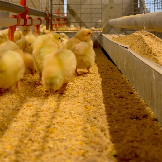 105 reactions · 11 shares | Little new laying hens arrived at the...
