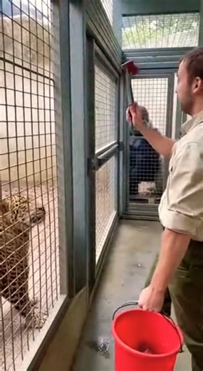 🚨 Zookeeper Attacked by Leopard! WATCH Who Breaks In To Save Him!