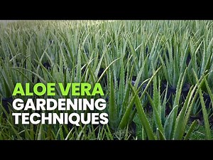 Best Aloe Vera Planting Techniques for Small Spaces