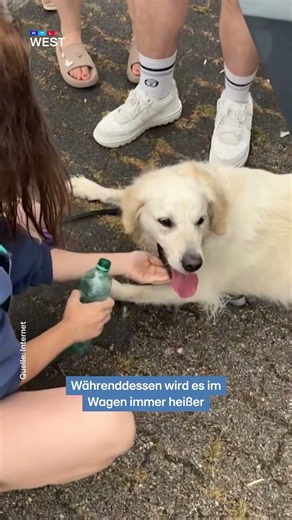 Bottrop (NRW): Dog locked in car for nearly eight hours - Last-second rescue | RTL WEST