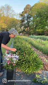 Cool Flowers to go with your peonies? Our first peonies and bachelor buttons bloom in mid-April and it’s just around the corner. Learn when and what to plant in my book Cool Flowers. It’s in my shop. #gardenersworkshopfarm | The Gardener's Workshop