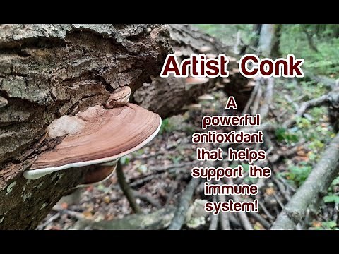 Artist Conk Fungi: Identification, Making Tea and Tincture