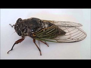 [ASMR] クマゼミの鳴き声 香川県高松市 Cicada (Cryptotympana facialis)
