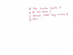 SOLVED:Trace the pathway. The tracheobronchial tree begins with the trachea, which starts air on its pathway all the way down to the alveoli, where gas exchange can occur. Trace this path by sequentially lettering the following choices A through H. Terminal bronchioles divide into several alveoli