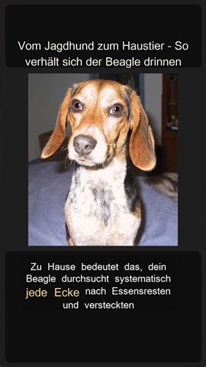 Vom Jagdhund zum Haustier - So verhält sich der Beagle drinnen #Shorts