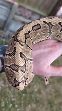 Amazing Ball Pythons In Natural Light!