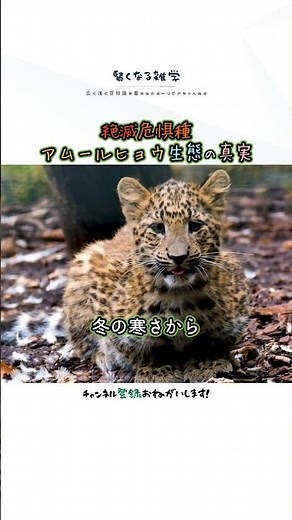 絶滅危惧種！アムールヒョウの生態の真実