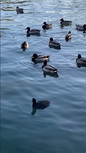 Mallard Ducks 🦆 & Coot #mallardducks #ducks #duck #coot #swimming #viral #shorts #subscribe