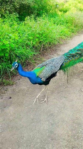😱😱 OMG blue peacock is very near to me 😱😱