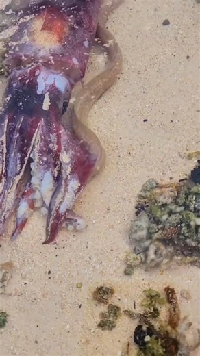 Baby moray being eaten a big cuttlefish. White color moray . #diving #sealife #facebooklifestyle | Lyda