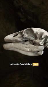 The skeletal remains of the moa are truly remarkable and tell a powerful story of its unique evolution. What makes its skeleton stand out? It's the sheer robustness and density of its bones, built to support an enormous body weight without the need for flight. Most striking is the complete absence of a sternal keel (the breastbone projection where flight muscles attach) and the vestigial or entirely absent wing bones. This perfectly illustrates its commitment to a ground-dwelling existence. Its 