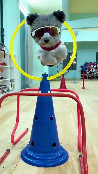 Super brave doggo 💪🌟！#shorts #funny #cute #animals #dog #pets #puppy #doglife