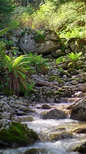 【癒やし】心が落ち着く水のせせらぎと緑の風景
