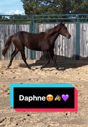 Daphne: The Adorable Yearling Filly