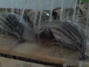 Welcome To Yu Wan Mei Group #FishTime