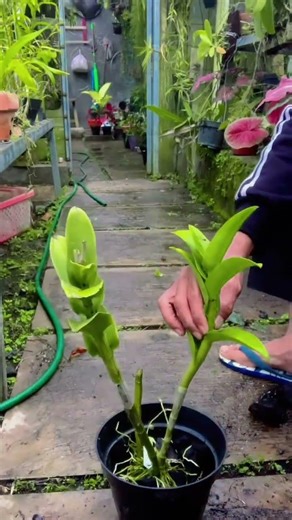 Easy and simple way to plant Dendrobium orchids using charcoal medium #reels #tutorial #everyone