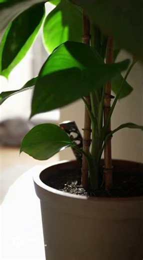 When the Remote Control Is Hiding | Relatable Short #funnyshorts