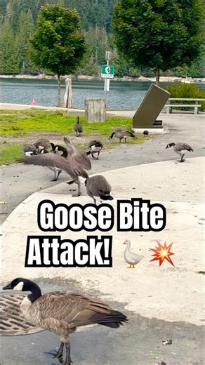 Goose Bite Attack! 🪿💥