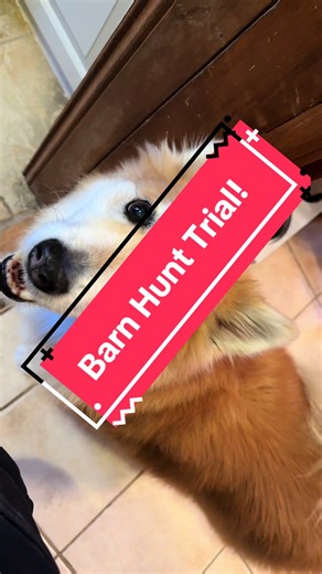 Sorry this is such a short video and doesn't explain barn hunt trials much! We are still getting the hang of trialing and video recording along with it! #barnhunt #barnhunttrial #competition #workingdogs #hunting