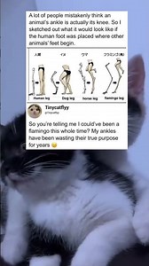 So you're telling me I could've been a flamingo this whole time?