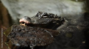 Video of Chinese alligator in zoo