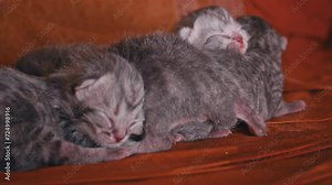 Newborn gray kittens sleep cutely in a pile. Small purebred kittens lie together. Birth of small kittens. Feeding period for kittens