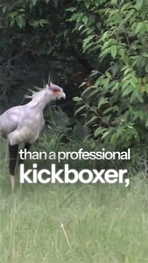 This Bird Kicks Like a Dinosaur