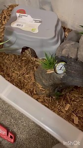 2.4K views · 17 reactions | BALL PYTHON LIVE FEEDING #reptiles #snake #ballpython #wildlife #nature #Shorts #virals #best #fyp | Willard DEE | Facebook