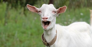 Wedding Gone Wrong Shows Why You Shouldn't Have Goat As Ring Bearer After It Attacks Flower Girl