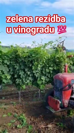 Mehanizovana zelena rezidba u vinogradu #pruning #fruitcutting #fruit #fruits #agriculture #agro