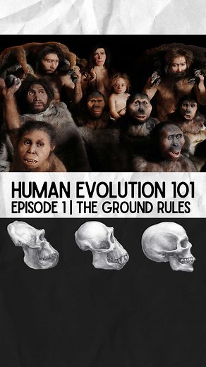 Human Evolution 101 | A New Playlist Where I Break Down Ancient Humans and Our Closest Hominin Cousins #evolution #learning #sciencetok #animals #archaeology