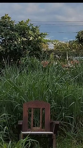 6.5K views · 209 reactions | Performance Art Excerpt "SO WILD LIFE" #followerseveryonehighlightseveryone #reelschallengereelschallenge #hexxyduxxy #performanceart #environment #LipaCity | Rogger Basco Rabu | Facebook