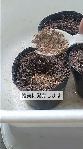 7/23 [Cucumber] Sowing seeds for an autumn harvest: This is how to ensure germination even in the...