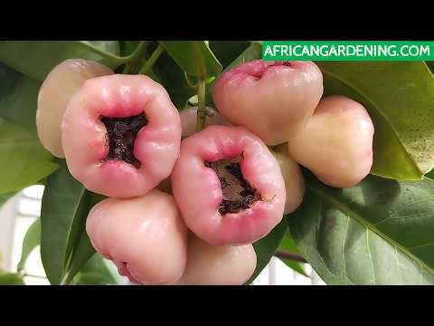 How to Grow Rose apples in a container