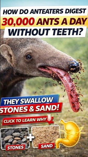 So How Do They Digest 30,000 Ants a Day?! 😱 #animalshorts #facts #wildlife #animals