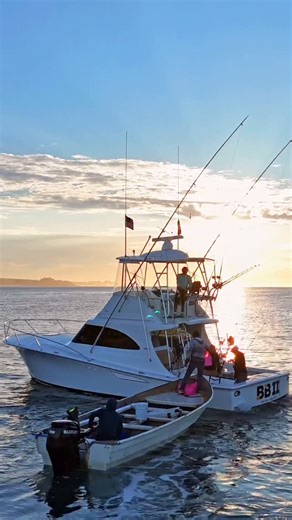 When we say the fishing has been 🔥 this is what we mean… Trust us you should be in Cabo now 🎣 Book your trip at www.piscessportfishing.com . . . . . . . #piscessportfishing #piscescabo #cabo #fishing #marlin #bigfish #catchandrelease #stripedmarlin #baitball #bait #sportfish #cabofishing #loscabos #mahi #tuna #fishitwell | Pisces Sportfishing Fleet