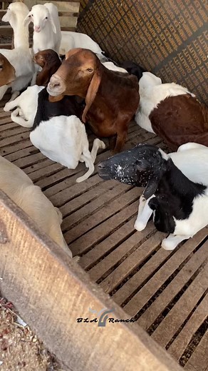 Nursing Ewes and Their Adorable Lambs on the Farm