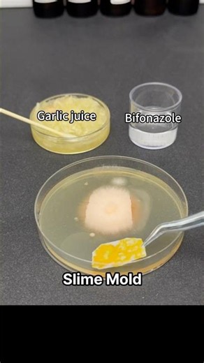 Garlic vs Athlete’s Foot Fungus