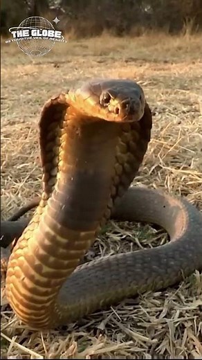 Why Snakes Never Blink #space #snake #wildlife #animals