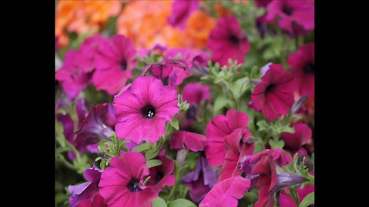 Watch DPReview Panasonic Lumix DMC-GF6 Overview on Amazon Live